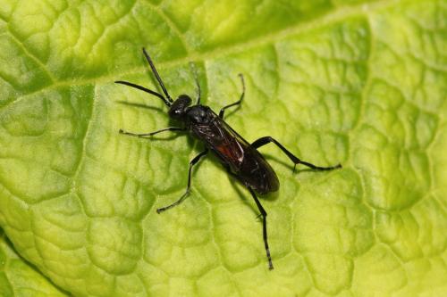 Réf. 335 673 : Macrophya annulata